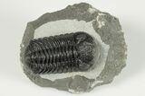 2.1" Detailed Morocops Trilobite Fossil - Morocco - #202993-5